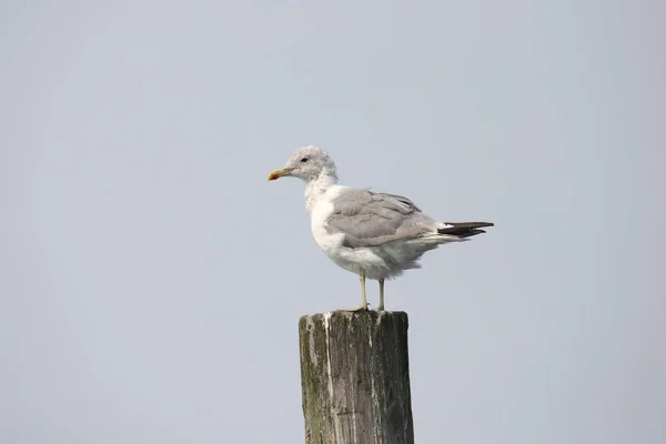 California Gull Nonbreeding Larus Californicus Perched Wooden Post — Stock Photo, Image