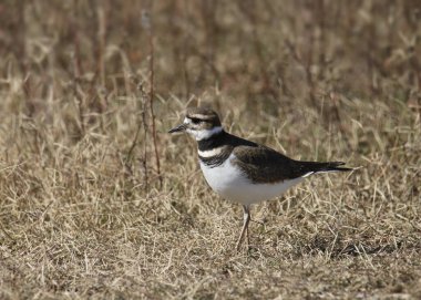 Ölüm geyiği (charadrius vociferus) kuru otların arasında duruyor.