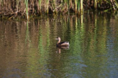 Renkli bir gölde yüzen benekli yunus (podilymbus podiceps)