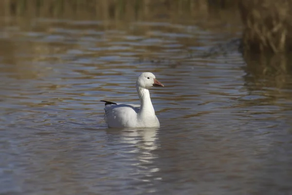 Kar Kaz Chen Caerulescens Bir Gölette Yüzüyor — Stok fotoğraf