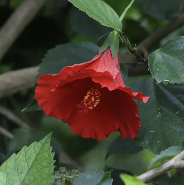Крупним Планом Яскраво Червоне Цвітіння Гібіскуса — стокове фото