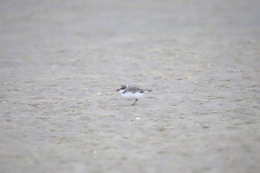 Karlı Plover (üremeyen) (şaradrius nivosus))
