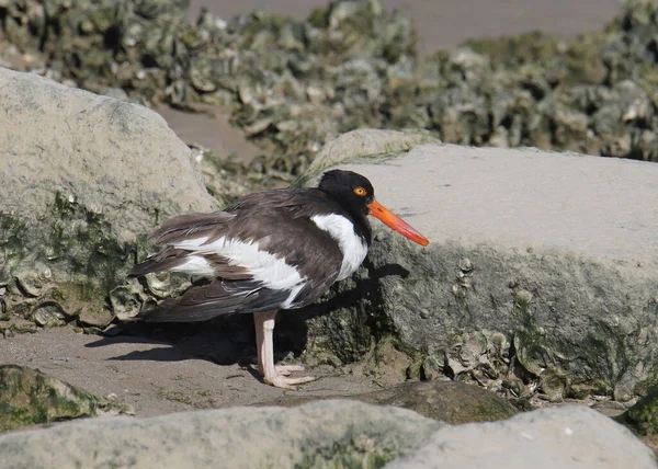 American Oystercatcher Haematopus Palliatus — стокове фото