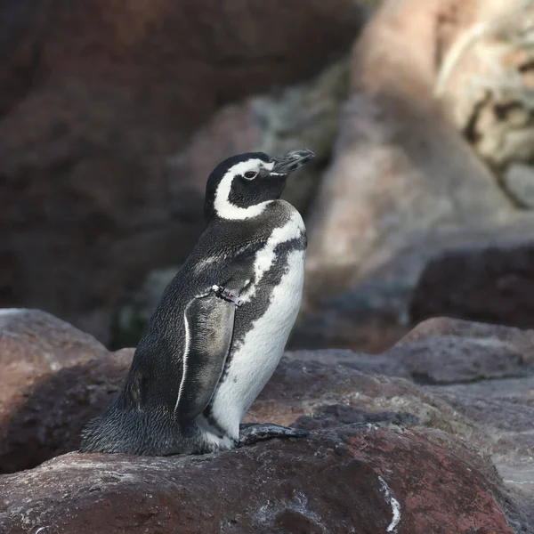 Гумбольдт Пингвин Speniscus Humboldti — стоковое фото