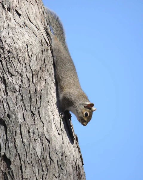 Esquilo Cinzento Oriental Sciurus Carolinensis — Fotografia de Stock