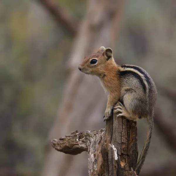 Écureuil Des Champs Spemophilus Saturatus Manteau Doré — Photo