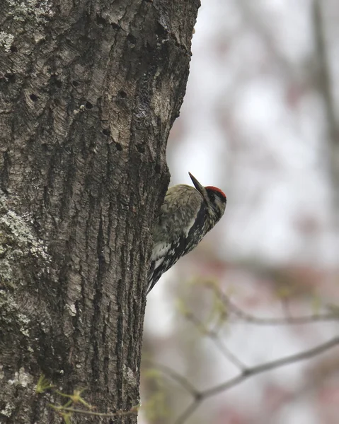 Pic Ventre Jaune Mâle Sphyrapicus Varius Sur Tronc Grand Arbre — Photo