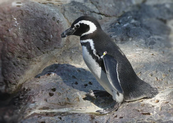 Humboldt Penguin Spending Iscus Humboldti — 图库照片