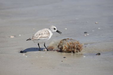 Sanderling (üremeyen) (calidris alba) karaya vurmuş deniz anası balıklarıyla beslenir