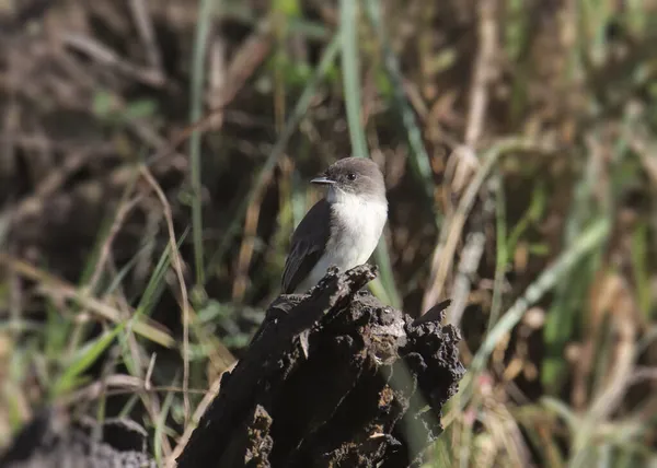 Ανατολική Φοίβη Sayornis Phoebe — Φωτογραφία Αρχείου