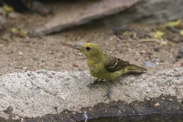 Westliche Tanager Weiblich Piranga Ludociana — Stockfoto