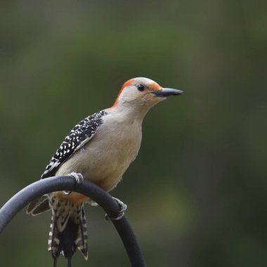 Kırmızı Göbekli Ağaçkakan (dişi) (melanerpes carolinus)