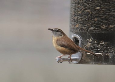 Carolina Wren (thryothorus ludovicianus) bir tohum yemliğinin üzerine tünemiştir.