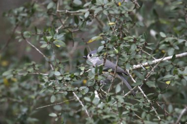 Yapraksı dallar karmaşasında Titmouse (baeolophus bicolor)
