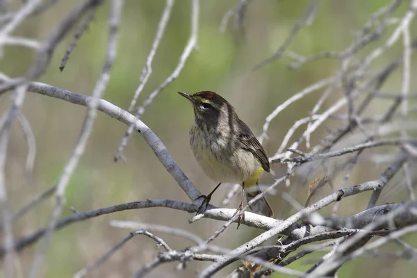 Palm Warbler Сетофга Пальмарум — стокове фото