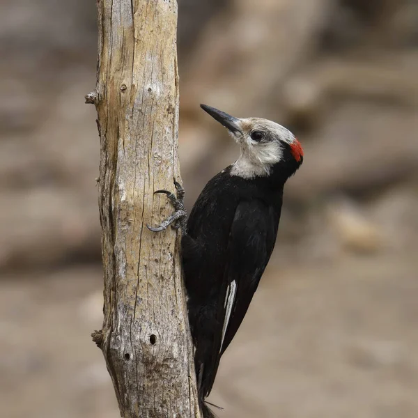 White Headed Woodpecker Male Leuconotopicus Albolarvatus — Stock Photo, Image