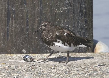 Siyah Turnstone (Arenaria melanocephala)