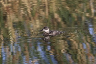 Ruddy Duck (kadın) (oxjura jamaicensis)