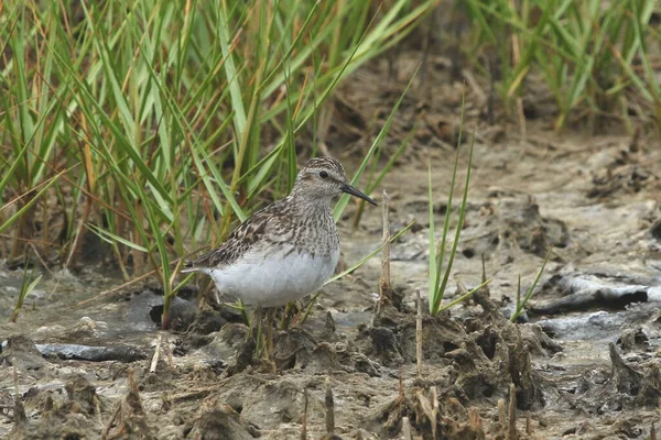 Menos Sandpiper Calidris Minutilla — Fotografia de Stock