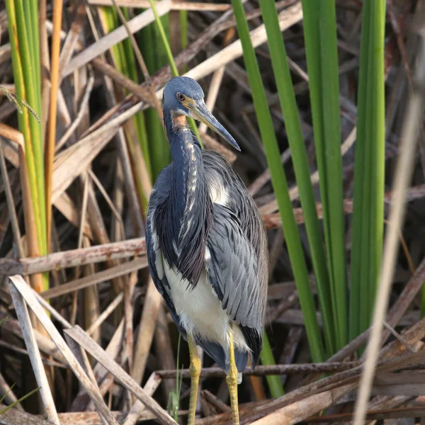 Tricolored Heron Egretta Tricolor Standing Some Reeds — Stock Photo, Image