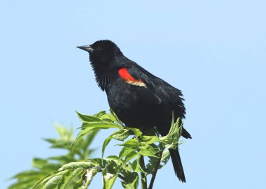 Kırmızı kanatlı Karatavuk (erkek) (Agelaius Phoeniceus)