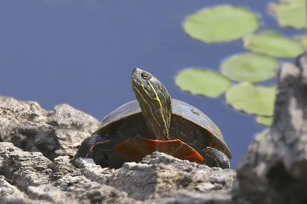 Boyalı Kaplumbağa Chrysemys Picta — Stok fotoğraf