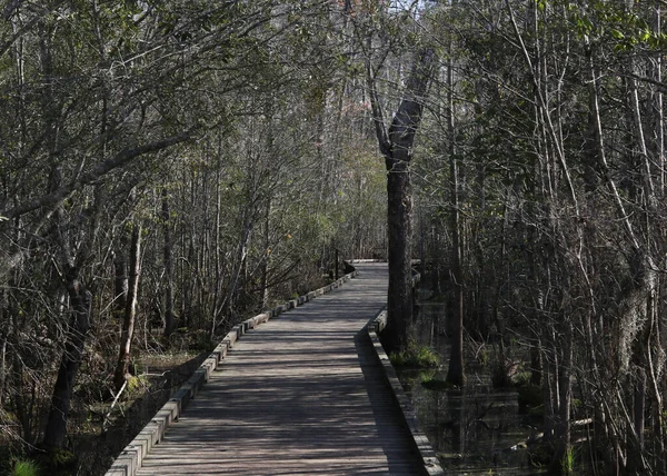 Ścieżka Promenadą Goose Creek State Park Karolina Północna — Zdjęcie stockowe