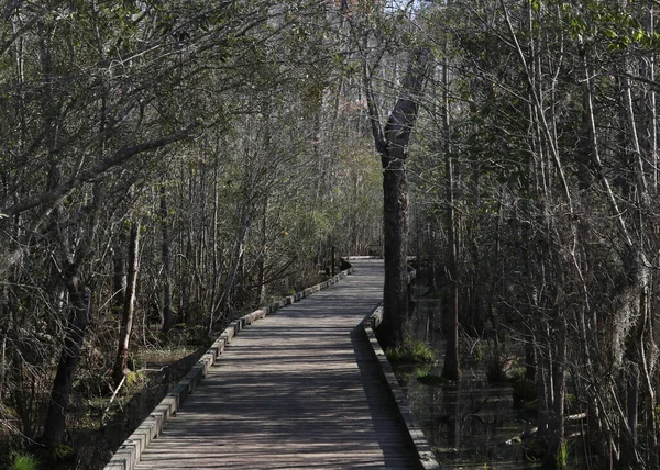 Sendero Del Paseo Marítimo Goose Creek State Park Carolina Del — Foto de Stock