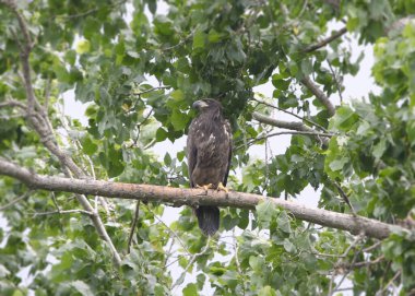 Kel Kartal (olgunlaşmamış) (haliaeetus leucocephalus) yapraklı bir ağaca tünemiştir.