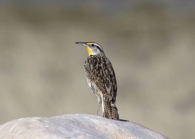 Batı Meadowlark (sturnella ihmalkarlığı) bir kayanın üzerine tünedi.