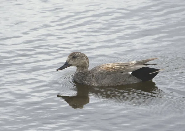 Gadwall Male Anas Strepera Swimming Pond — Stock Photo, Image