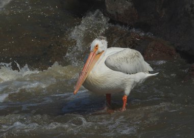 Beyaz Amerikan Pelikanı (pelecanus erythrothynchos) akan bir nehirde oturuyor