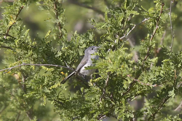 Blaugrauer Mückenfänger Weibchen Polioptila Caerulea — Stockfoto