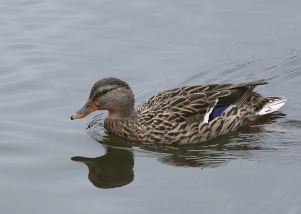 Mallard Duck Female Anas Platyrhynchos — Stock Photo, Image