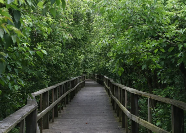 Sendero Del Paseo Marítimo Magee Marsh Ohio — Foto de Stock