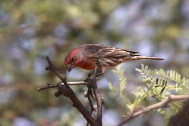 Cassin 's Finch (erkek) (haemorhouse cassini))