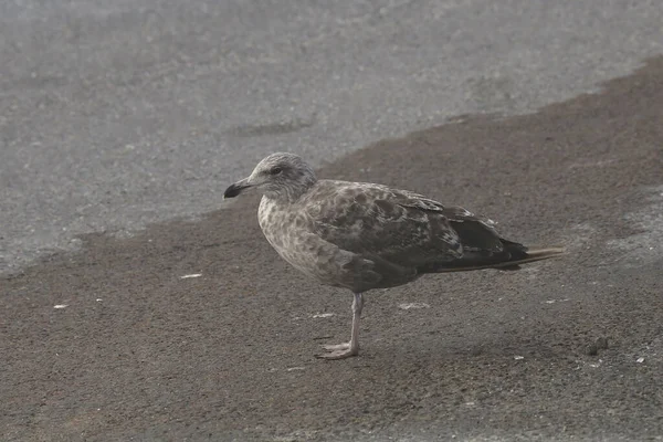 Mewa Śledziowa Rok Larus Argentatus Smithsoniaus Stojąca Mokrej Plaży — Zdjęcie stockowe