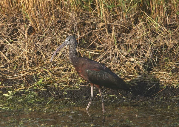 Ibis Błyszczący Plegadis Falcinellus — Zdjęcie stockowe