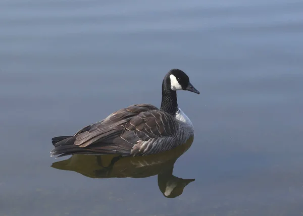 Aanpakken Van Gans Branta Hutchinsii Zittend Stilstaand Water — Stockfoto