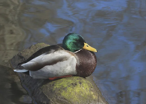 Mallard Duck Male Anas Platyrhyncos Sitting Slimy Log — Stock Photo, Image