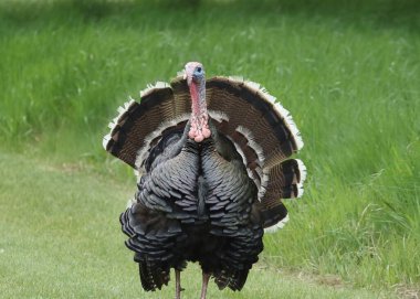 Evcilleştirilmiş Türkiye (erkek) (meleagris dörtnala)