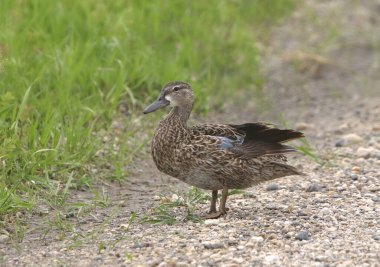Mavi kanatlı Teal (dişi) (anasal uyuşmazlıklar))