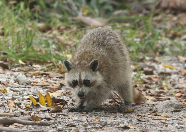 Guaxinim Procyon Lotor Forrageamento Durante Dia — Fotografia de Stock