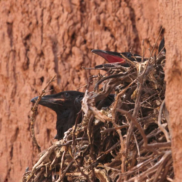 Zwei Raben Corvus Corax Sitzen Einem Nest Der Wand Einer — Stockfoto