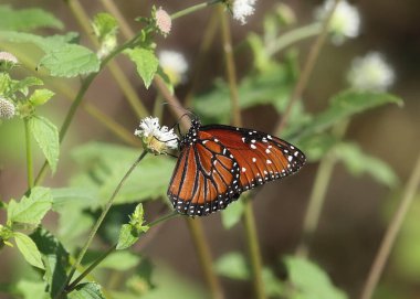 Kraliçe kelebek (Danaus gilippus)