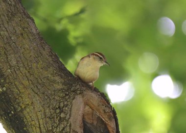 Carolina Wren (thryothorus ludovicianus) büyük bir ağaç dalından aşağıya bakıyor.