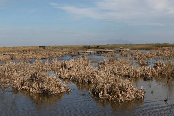 Droge Korrel Een Wetland Bij Anahuac National Wildlife Refuge Texas — Stockfoto