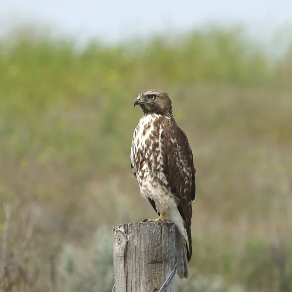 Buse Queue Rousse Buteo Jamaicensis Perchée Sur Poteau Bois — Photo