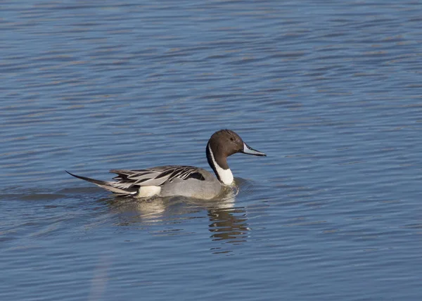 Severní Pintail Samec Anas Acutas Plavání Rybníku — Stock fotografie