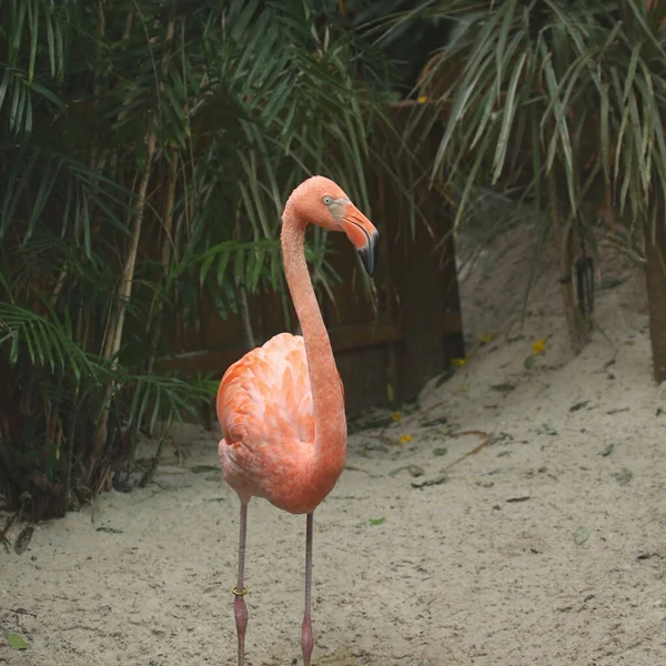 American Flamingo Phoenicopterus Ruber — Stok fotoğraf